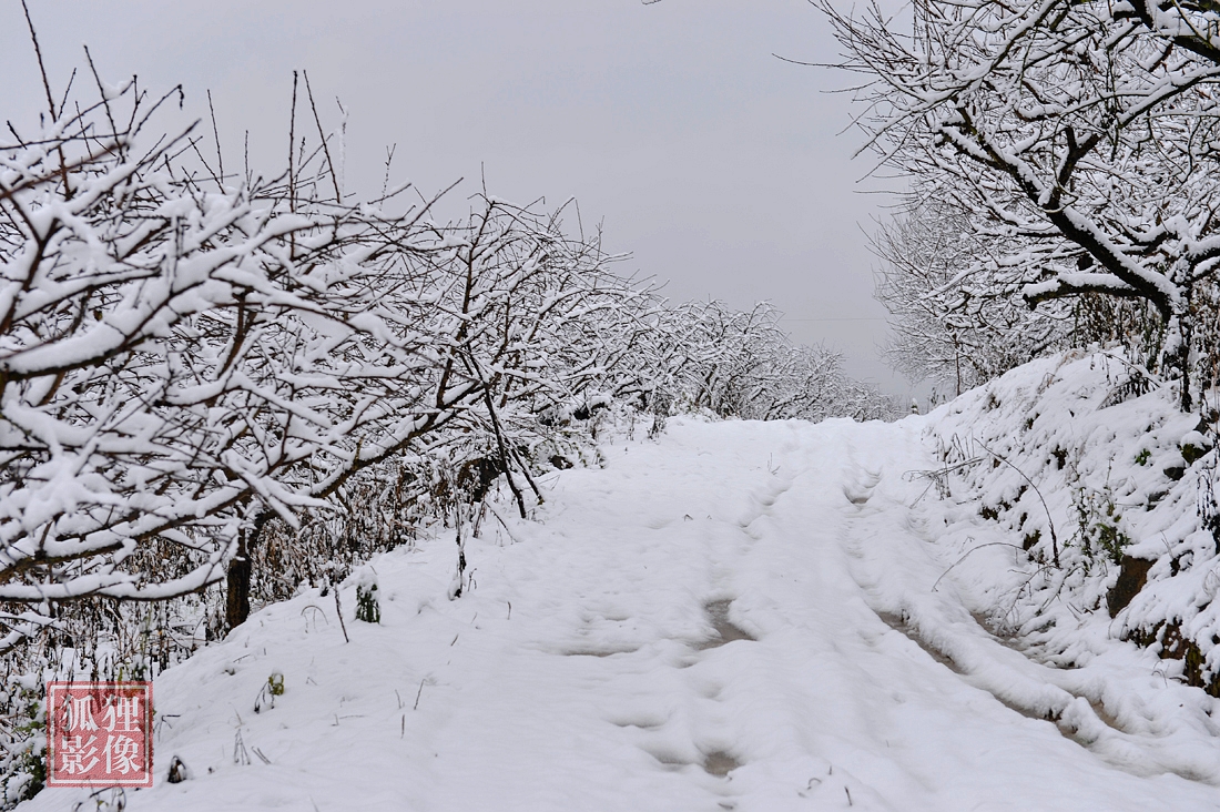 雪  韵