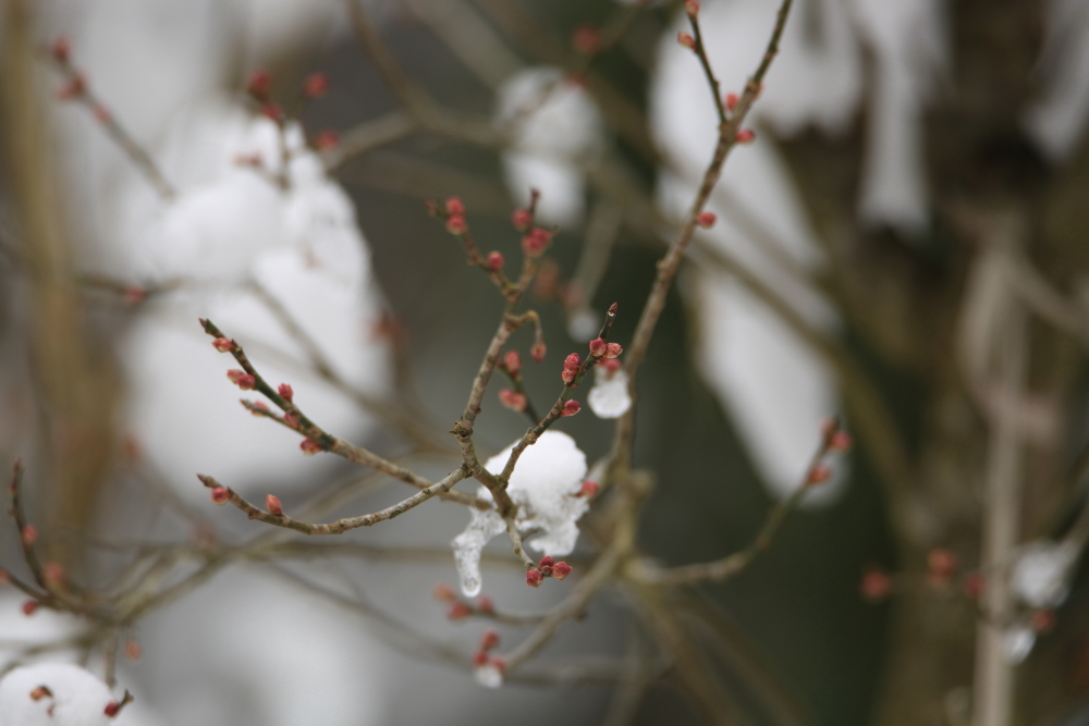 雪融化