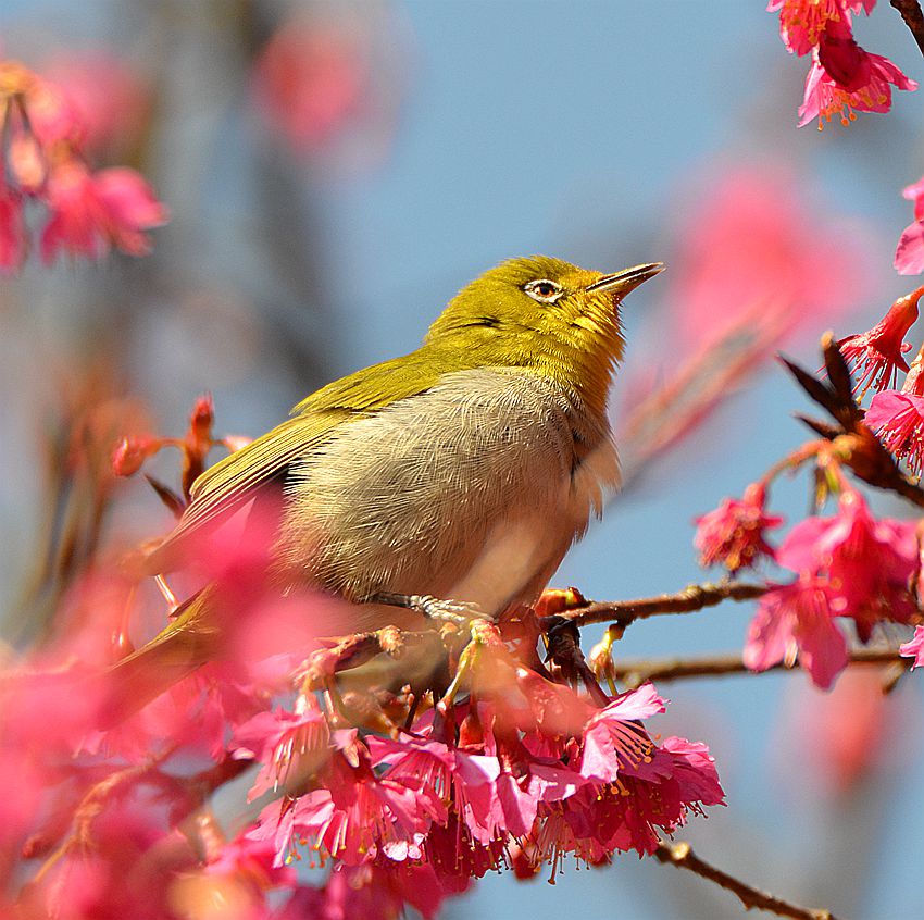 花中精灵