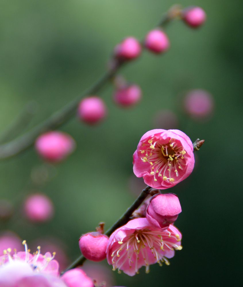 梅花香自苦寒来