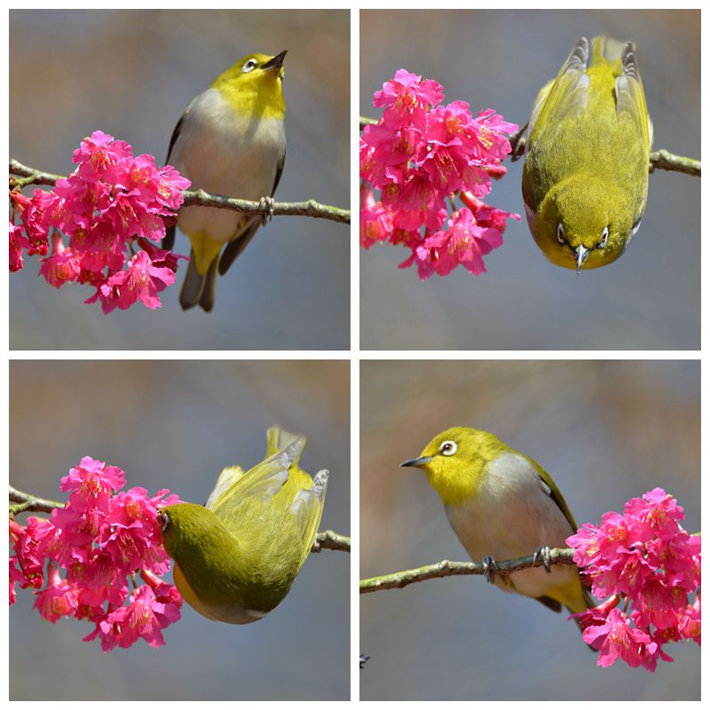 雀依花丛