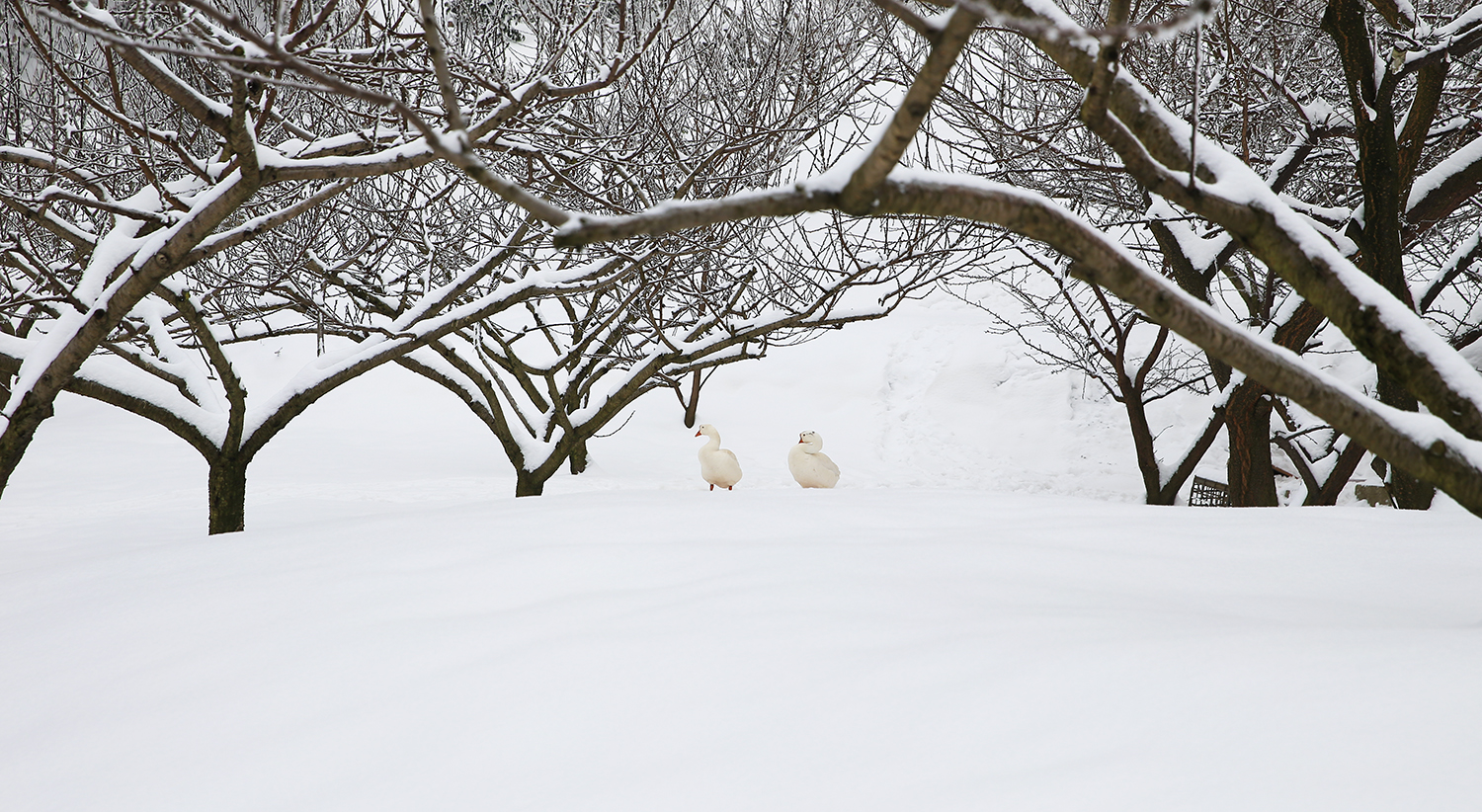 踏雪