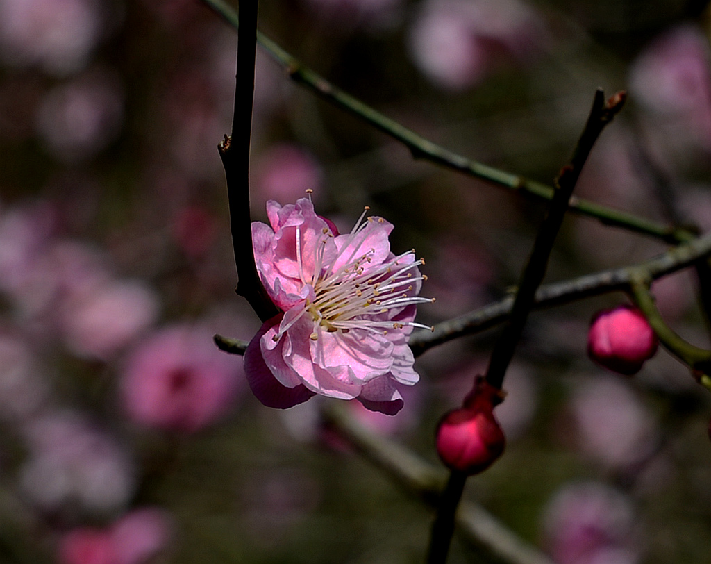 梅花
