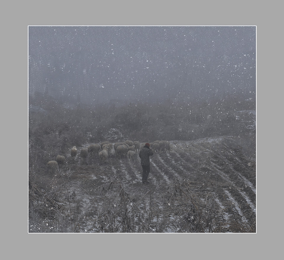 雪中牧羊