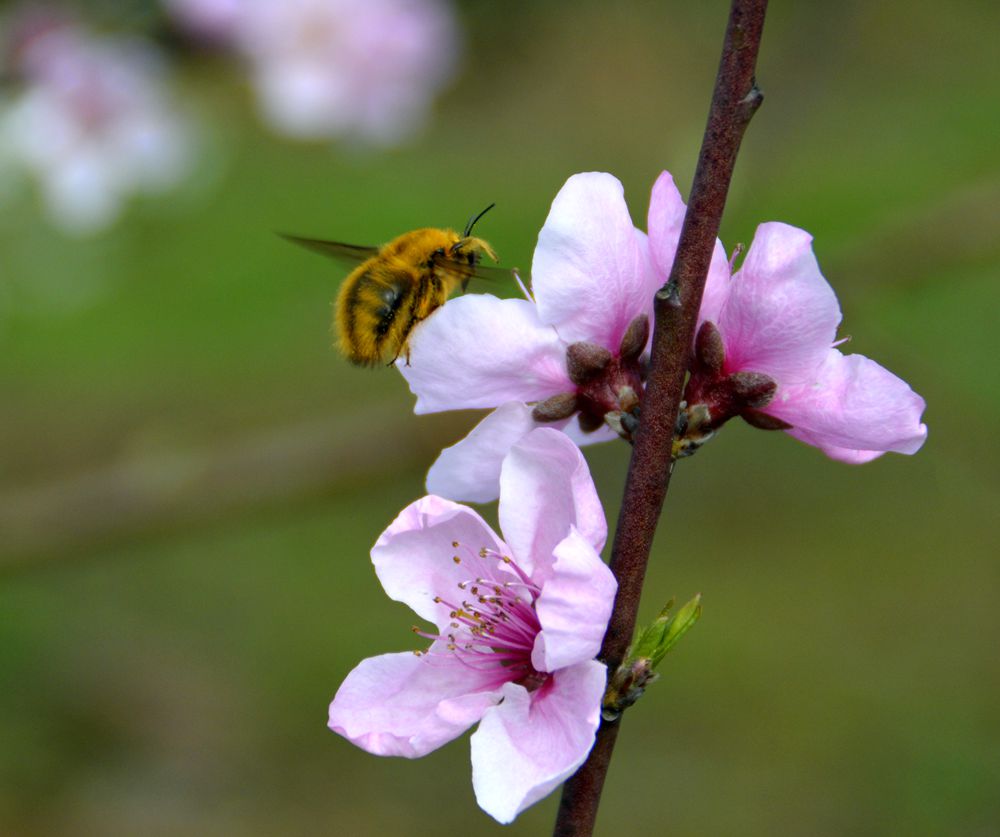 蜂恋花