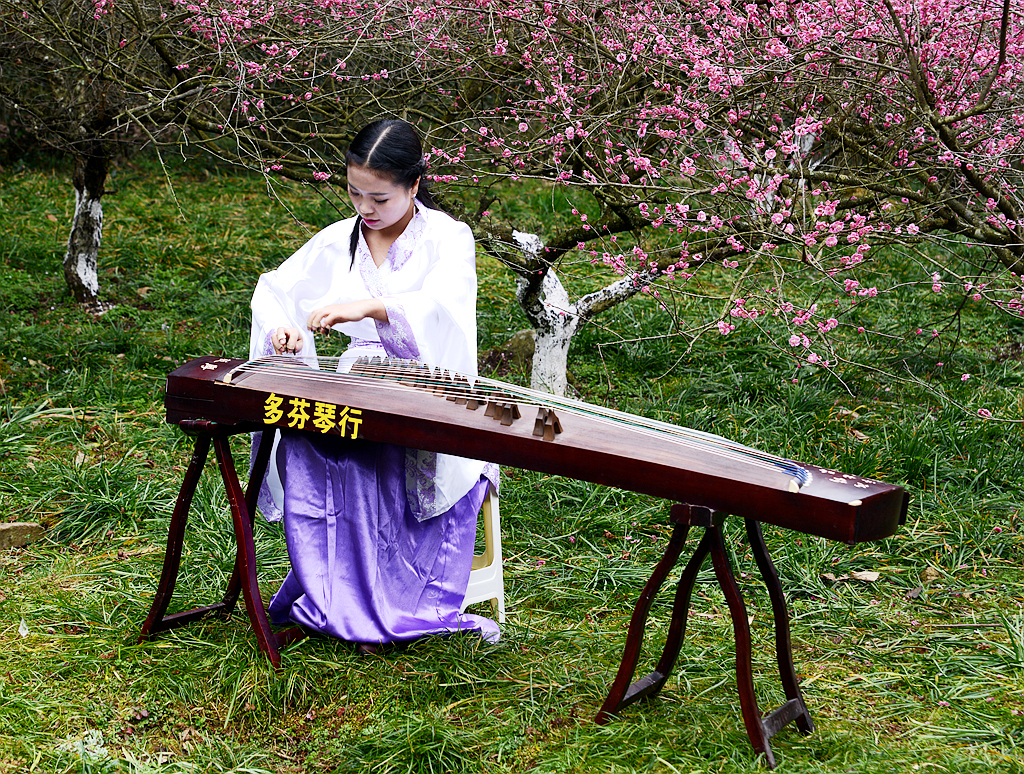 梅园抚琴赏梅花