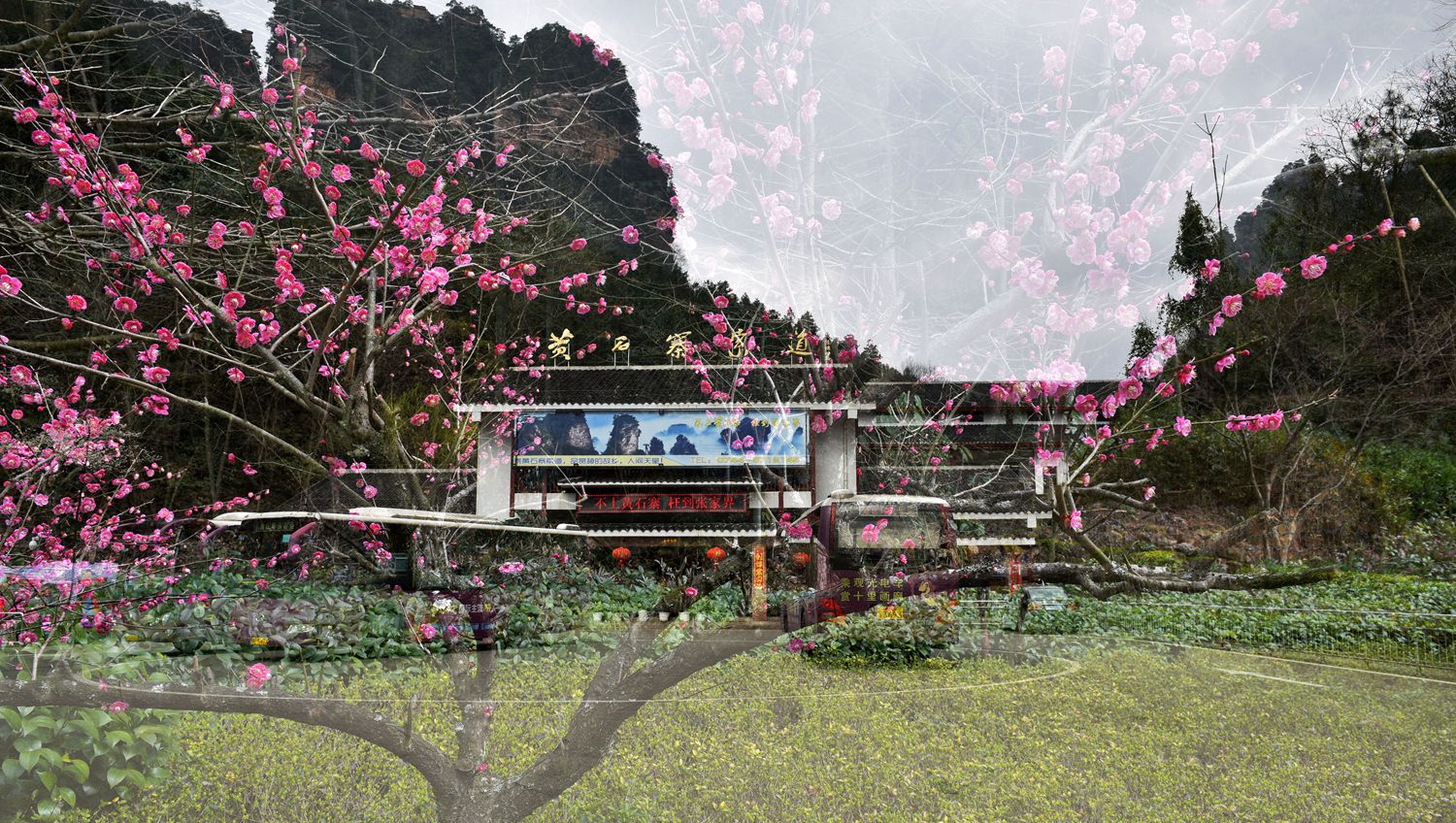 黄石寨前梅花开