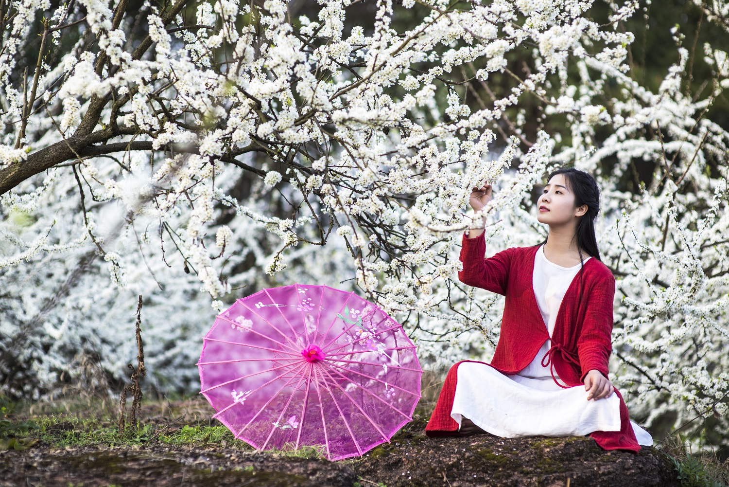 一花一世界