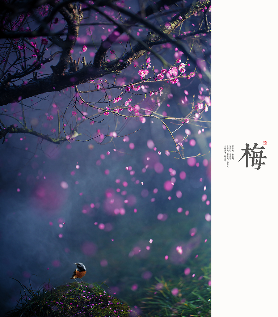 春梅
