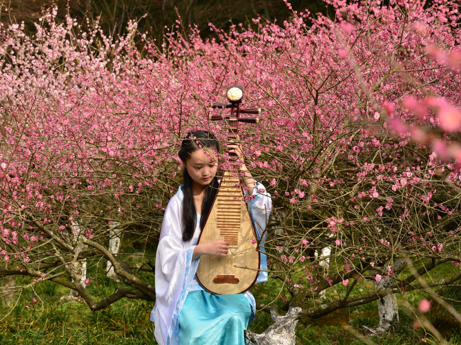 梅园颂琴2
