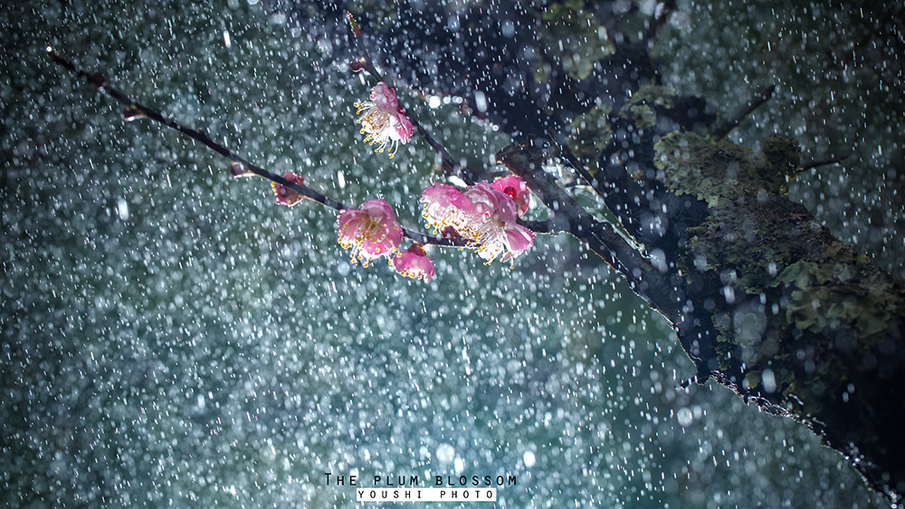 雨