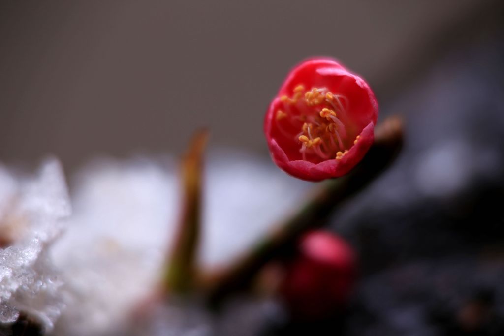 梅花１