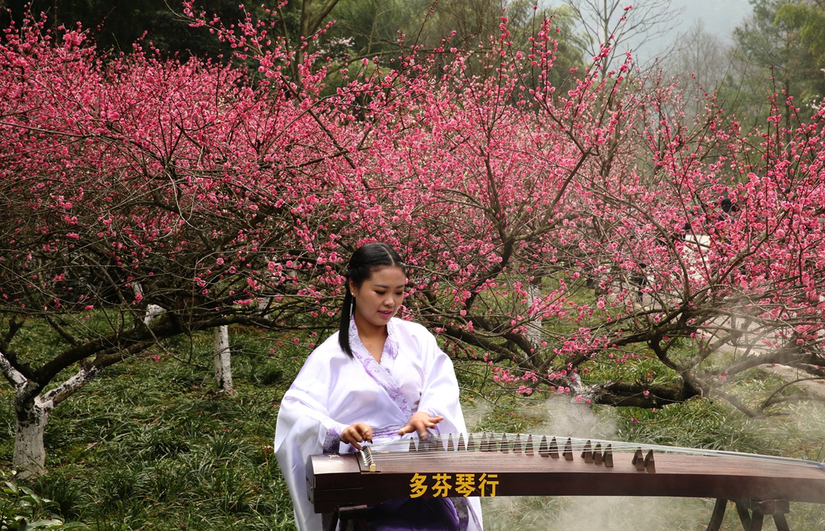 琴与梅