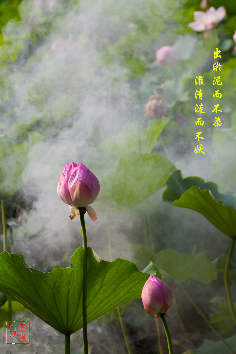 荷