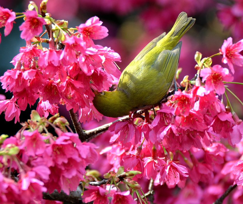 探花