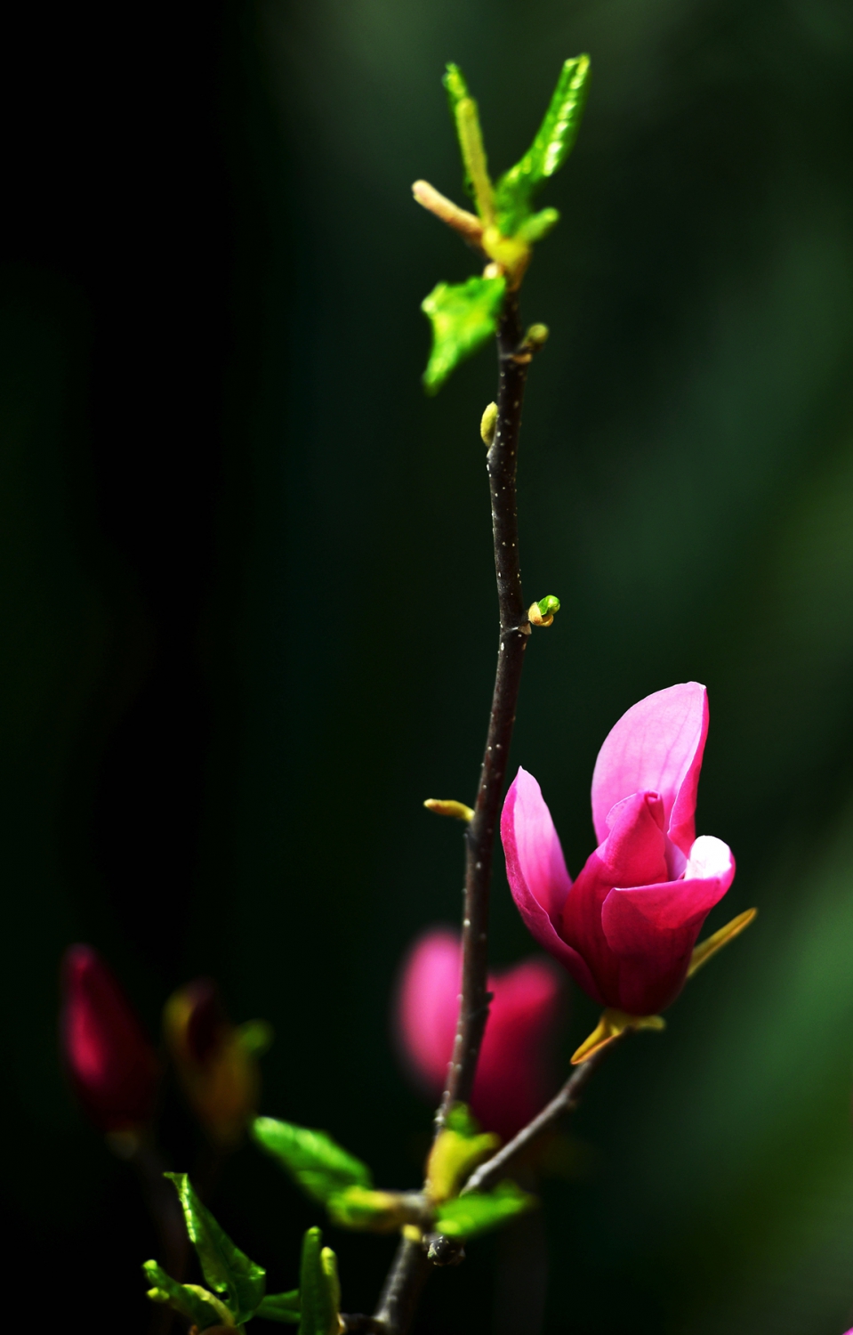 玉兰花1