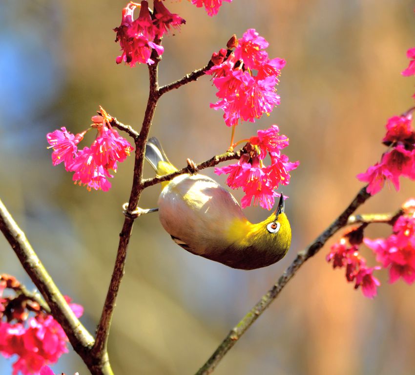 与花耳语