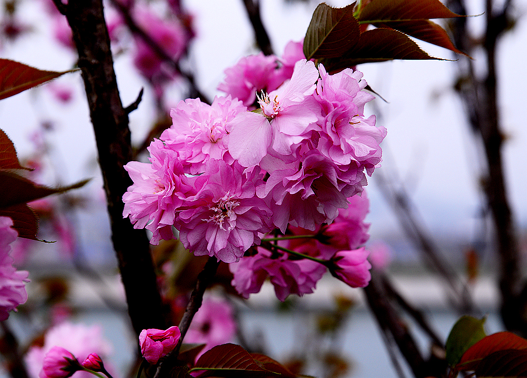 樱花季