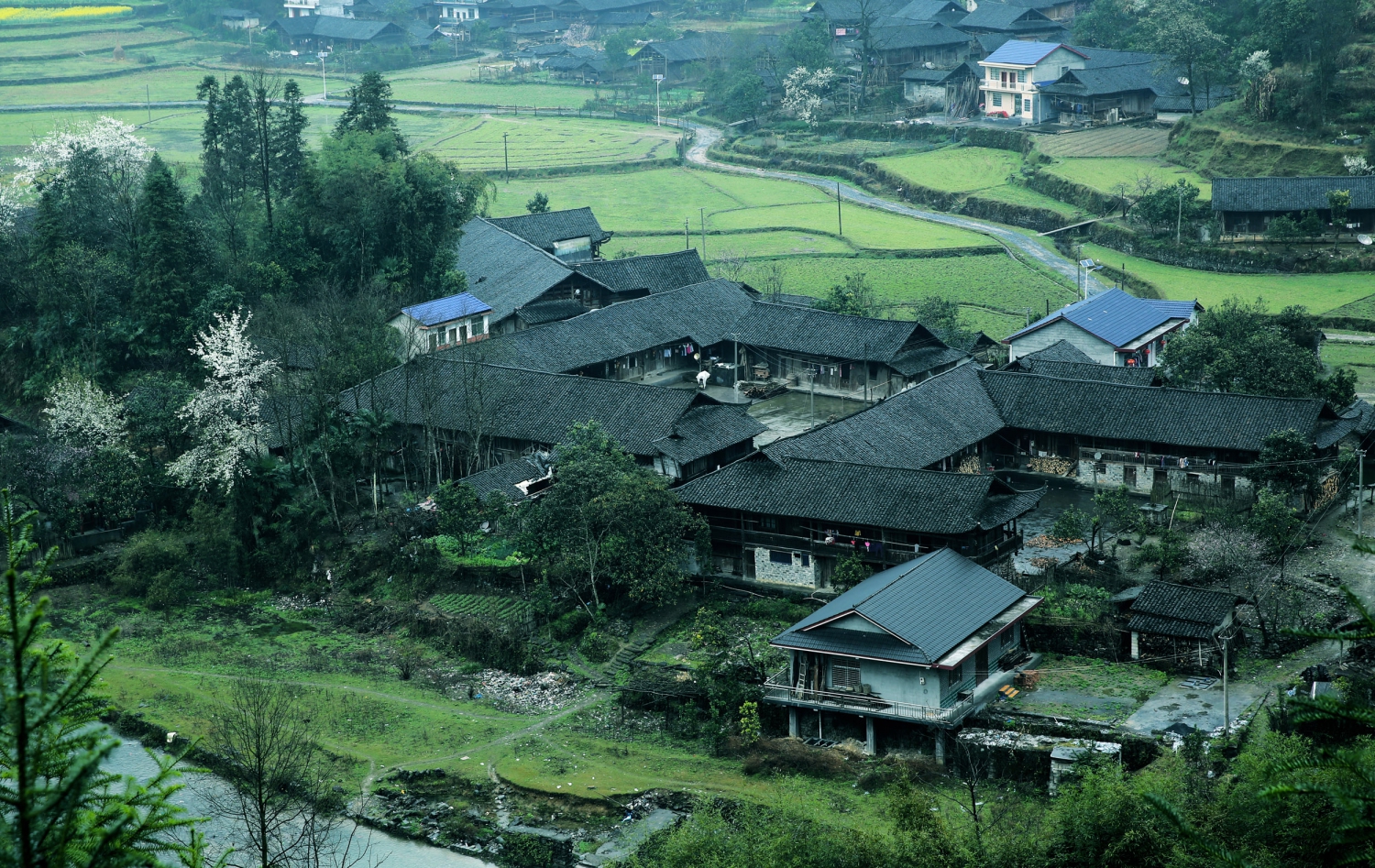 苗家春早