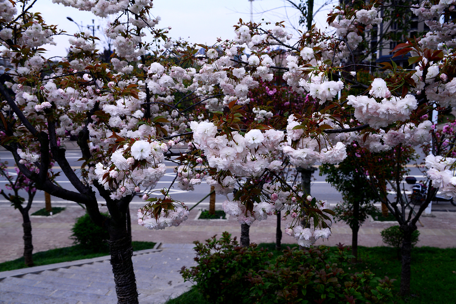 樱花盛开