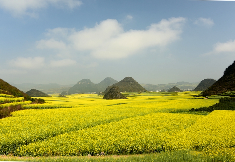 罗平油菜－2