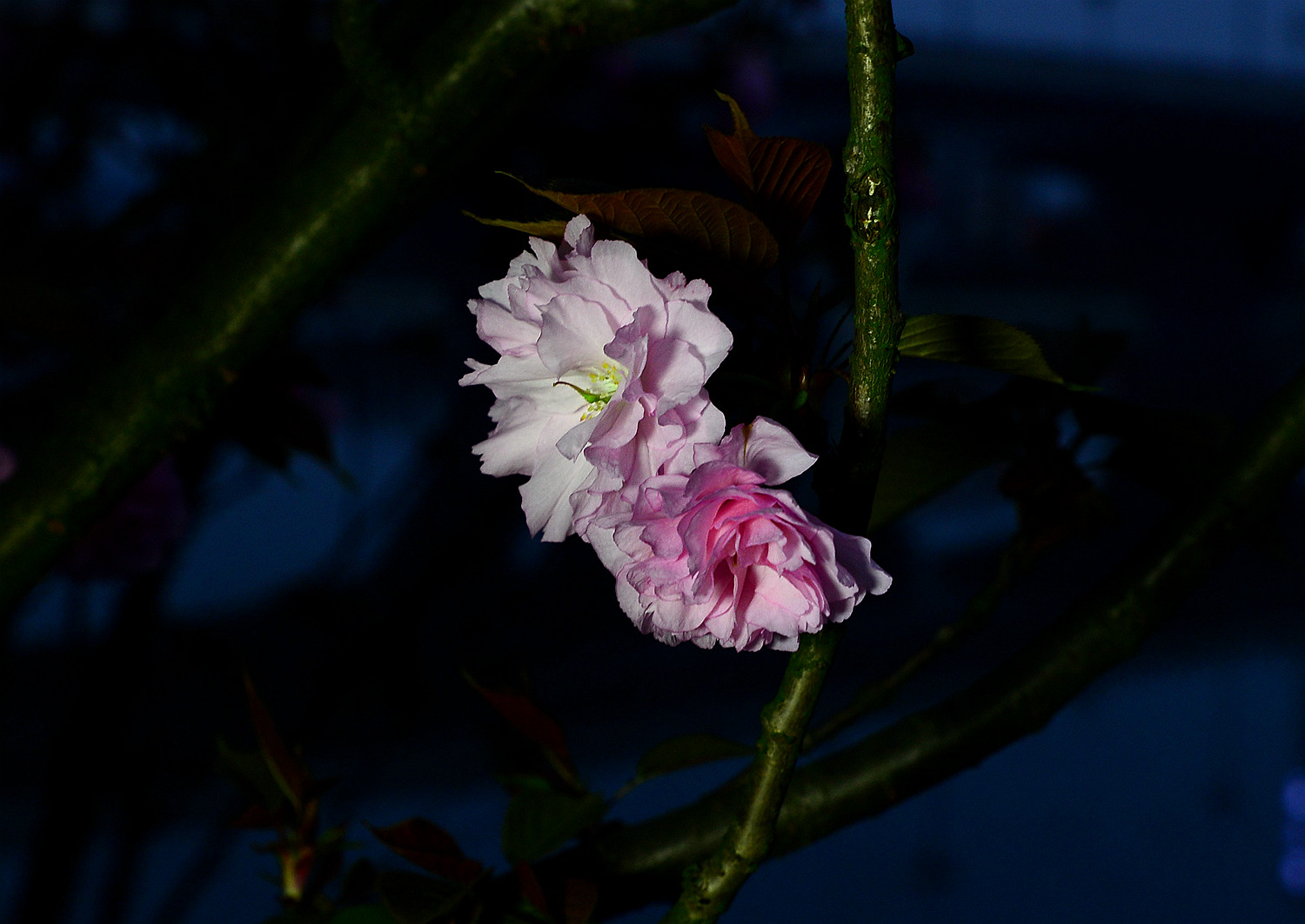 樱花