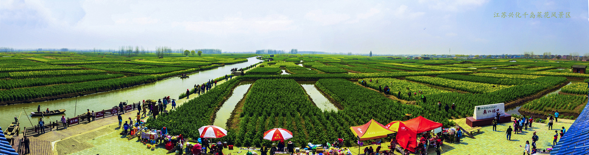 兴化千岛菜花风景区