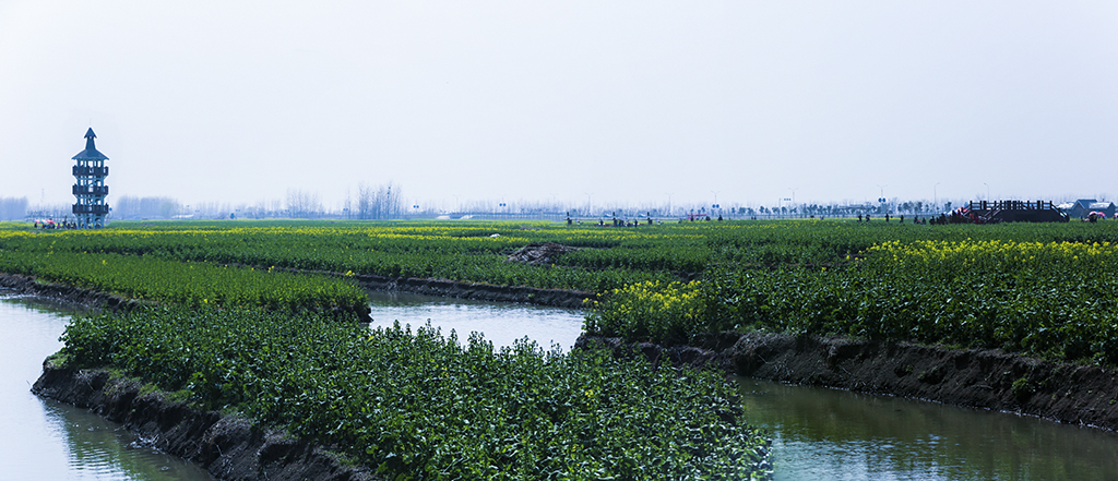 无兴化千岛菜花风景区之五题