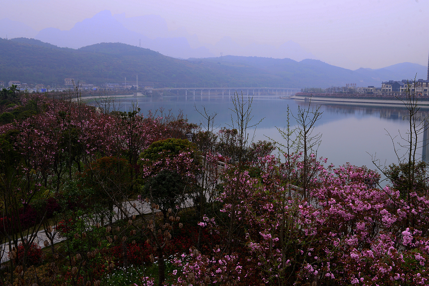 澧水南岸樱花带