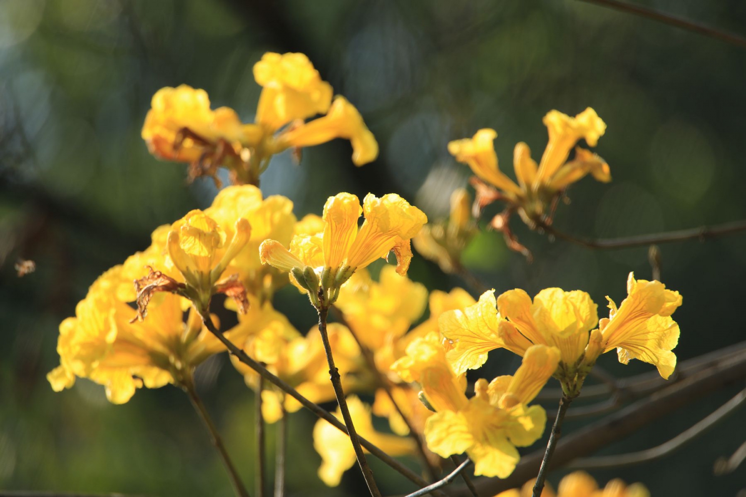 春来花开