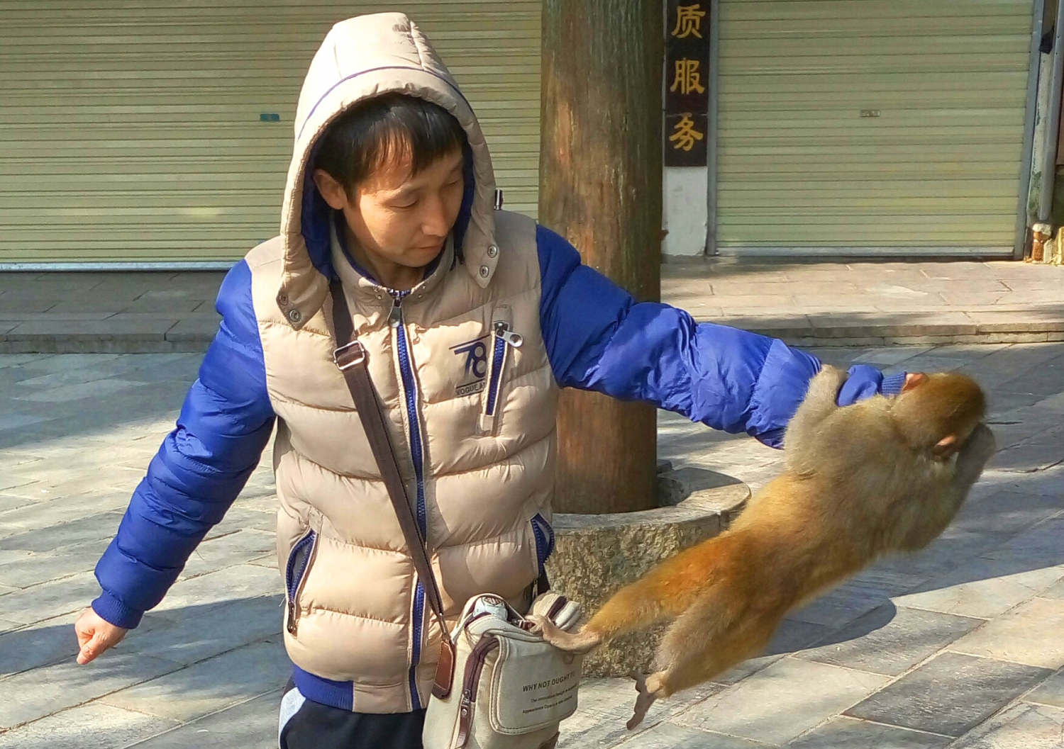 猴趣