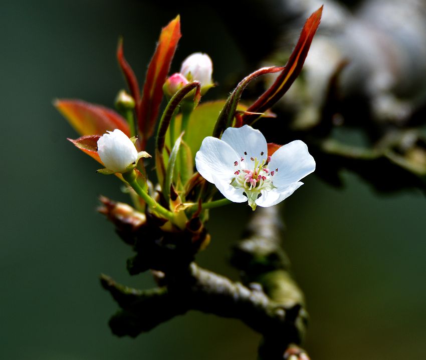 向阳花木易得春