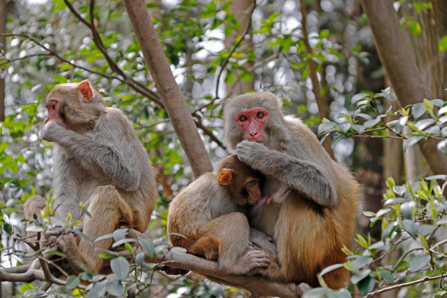 猴趣之两母一子