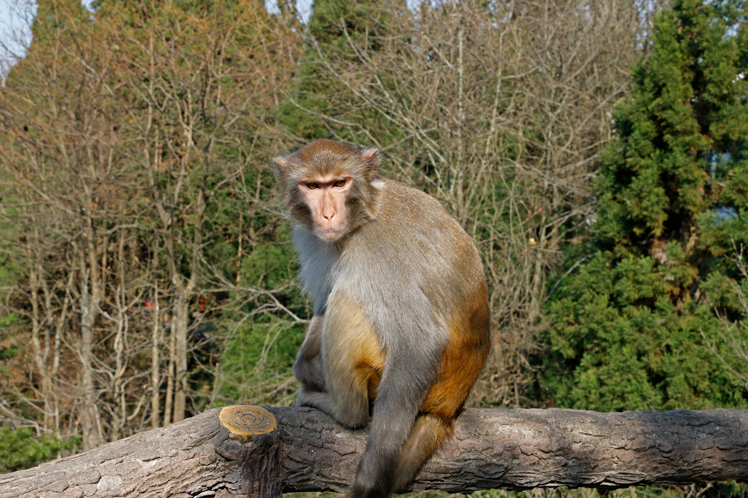 黄石寨上山大王