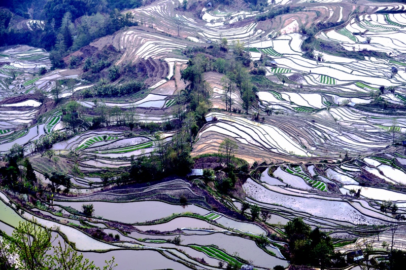梯田－６