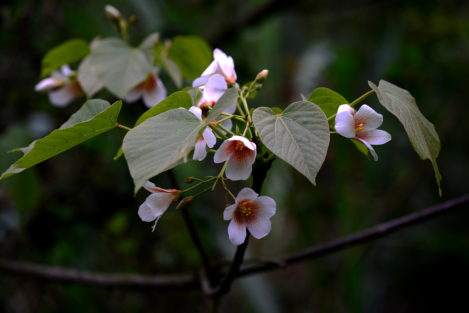 桐子花