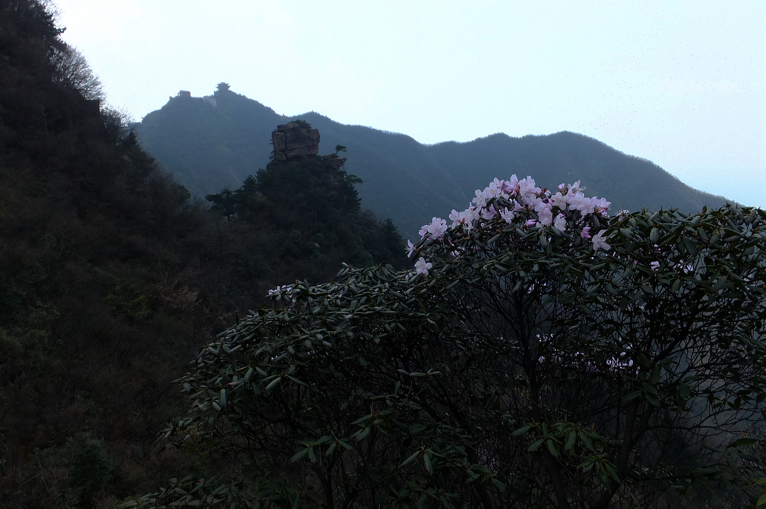 杜鹃花开红壁岩