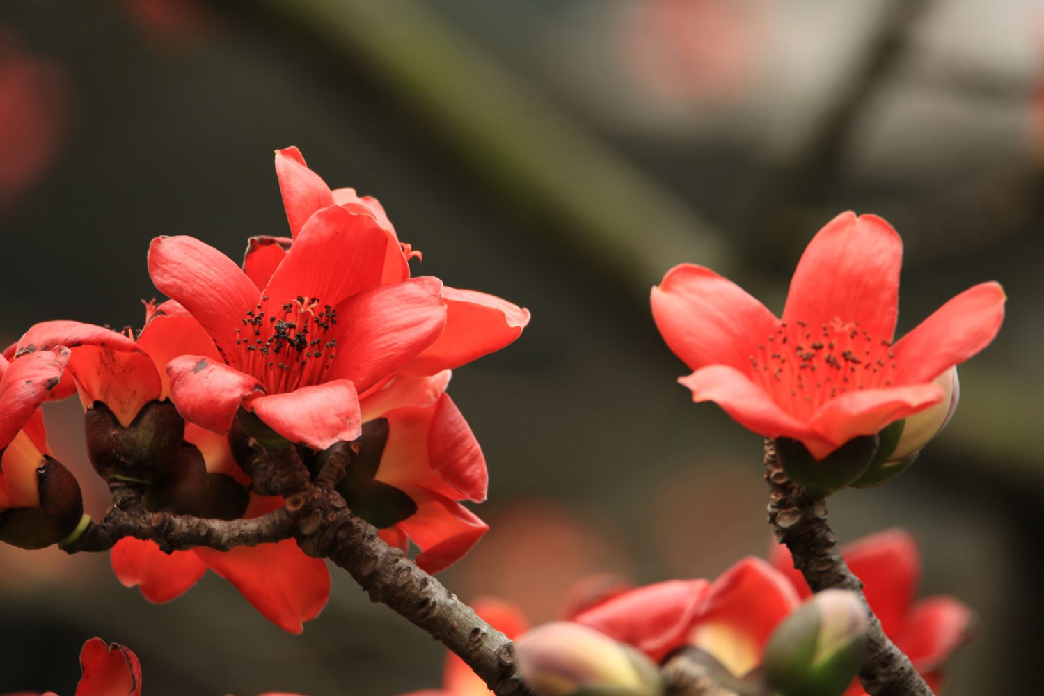 家园木棉花