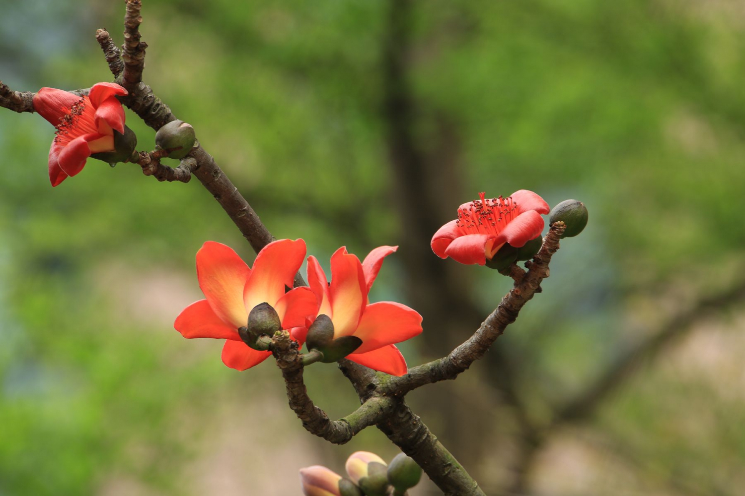 家园木棉花