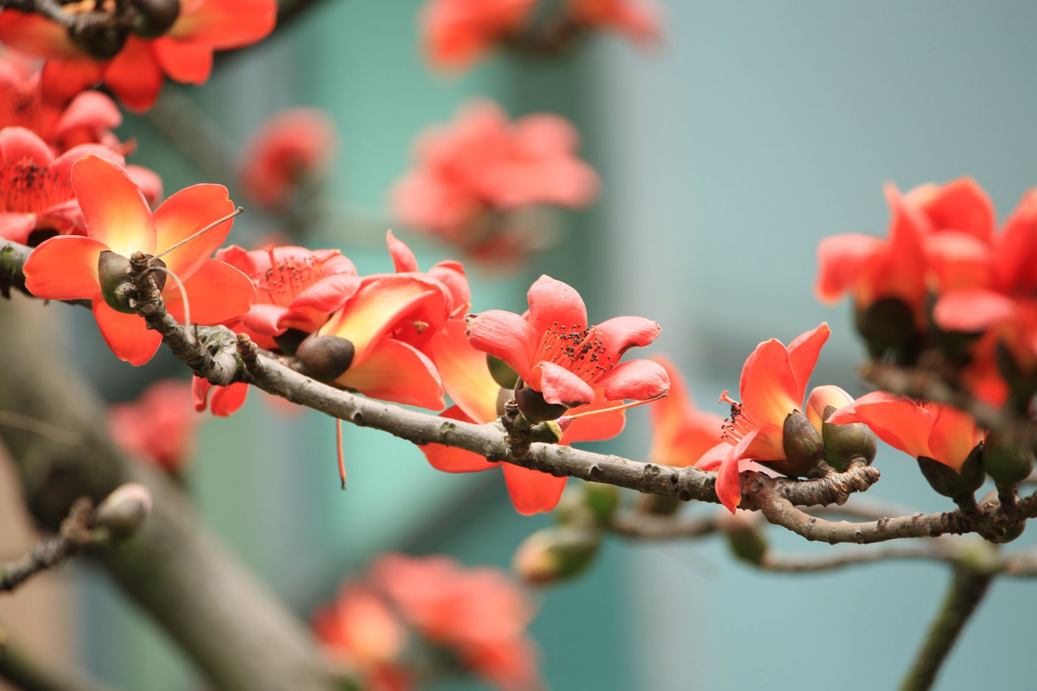 家园木棉花