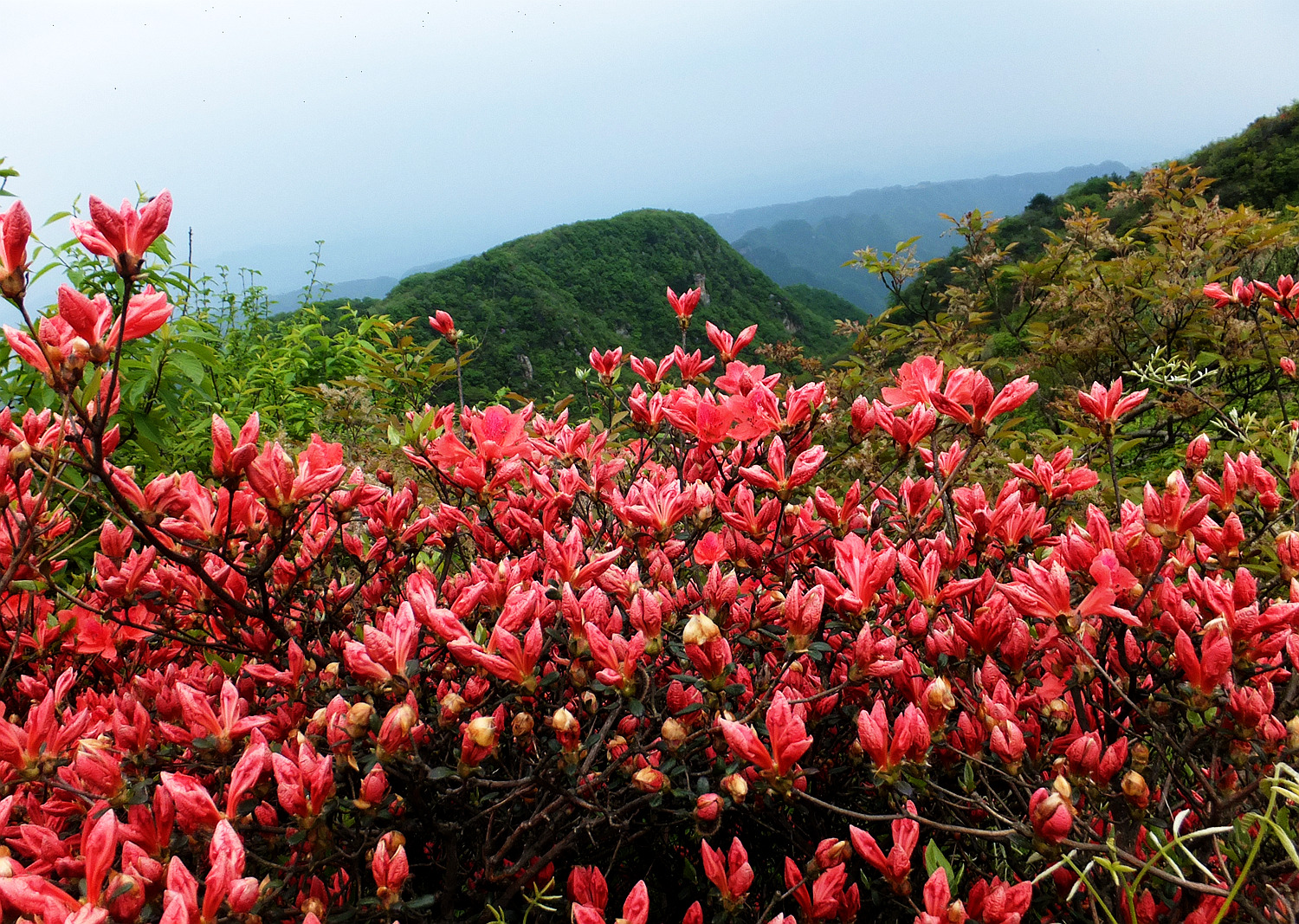 神鹰山上杜鹃花