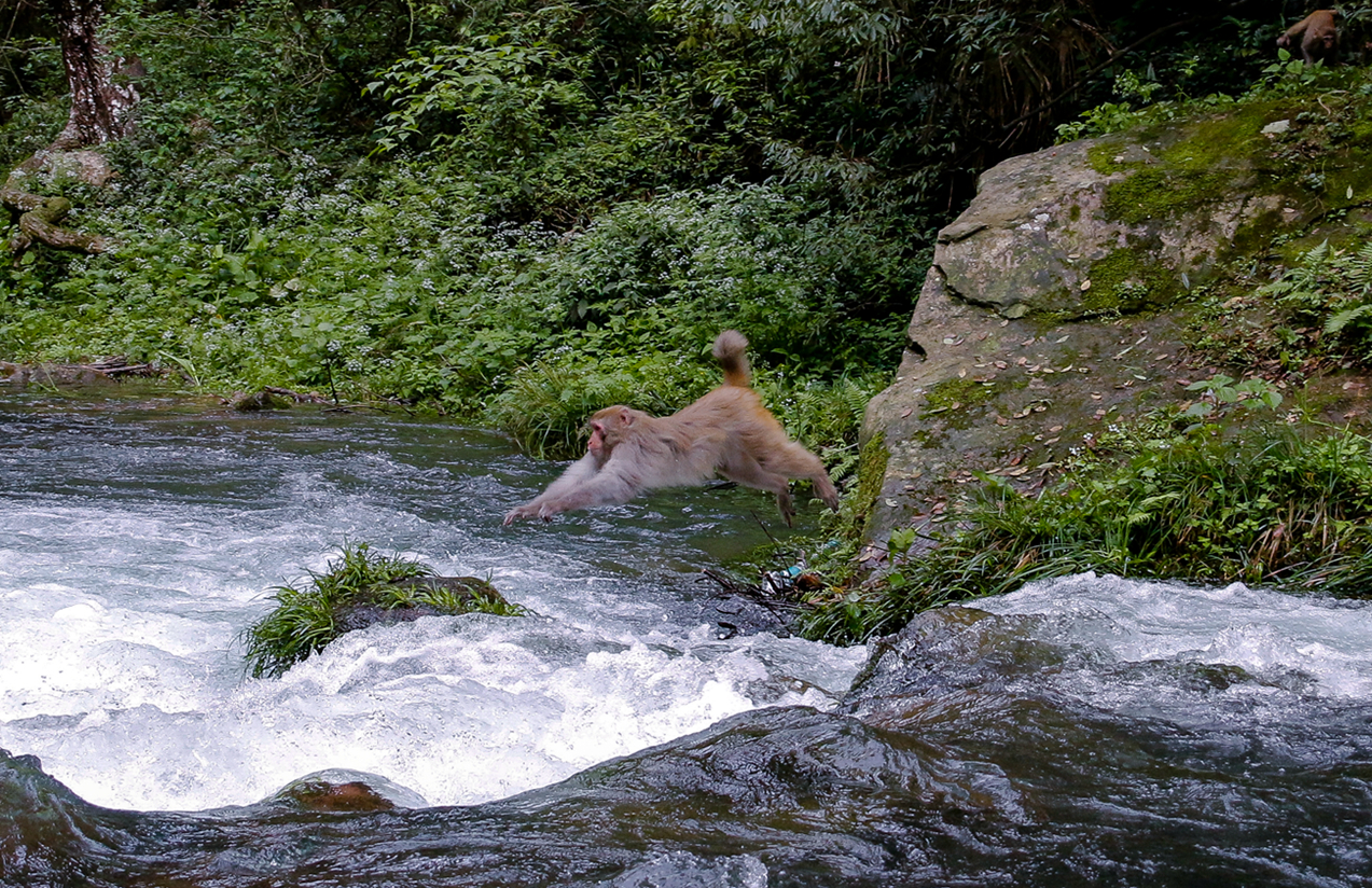 《猴年拍猴之飞跃小溪》1