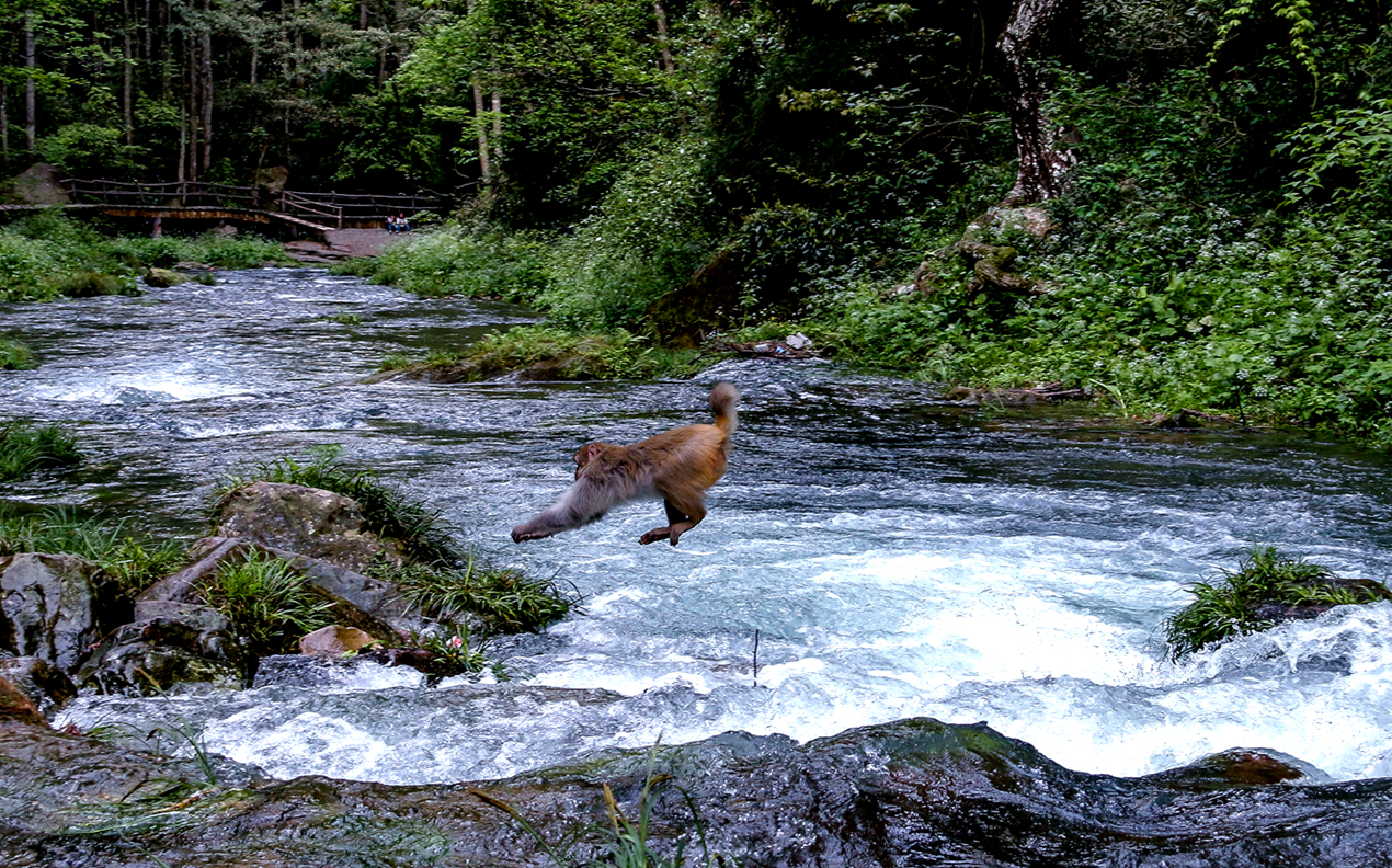 猴年拍猴之飞跃小溪