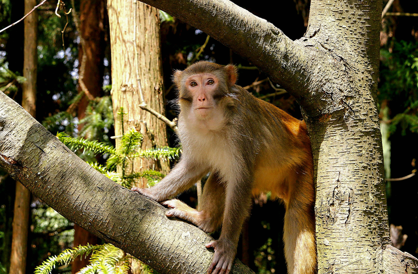 山中无虎猴为王