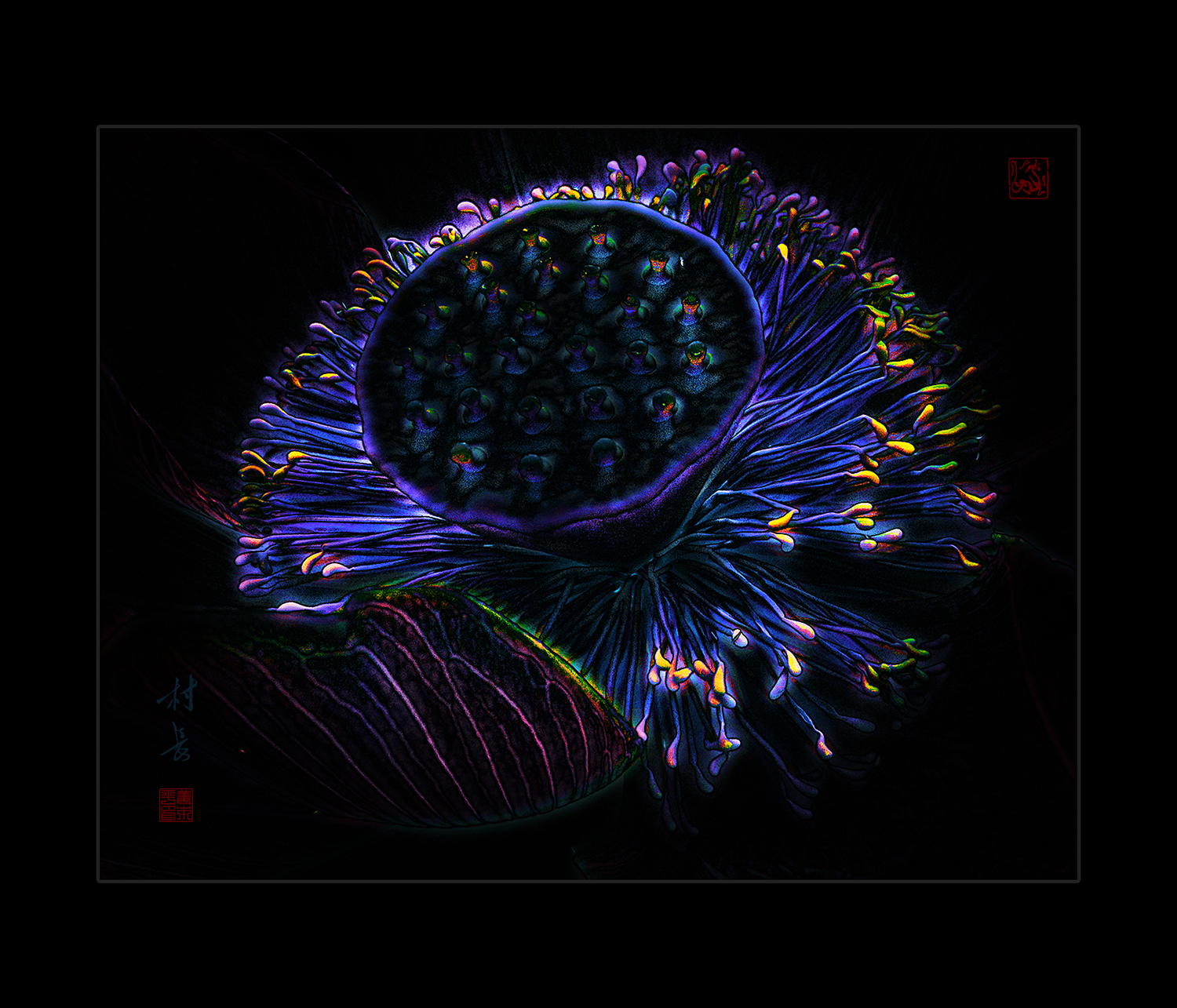 手机片创意——荷