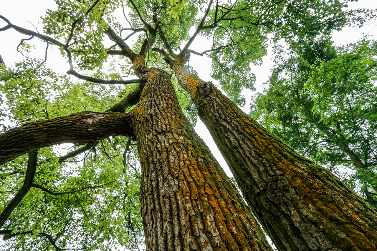 百年古树
