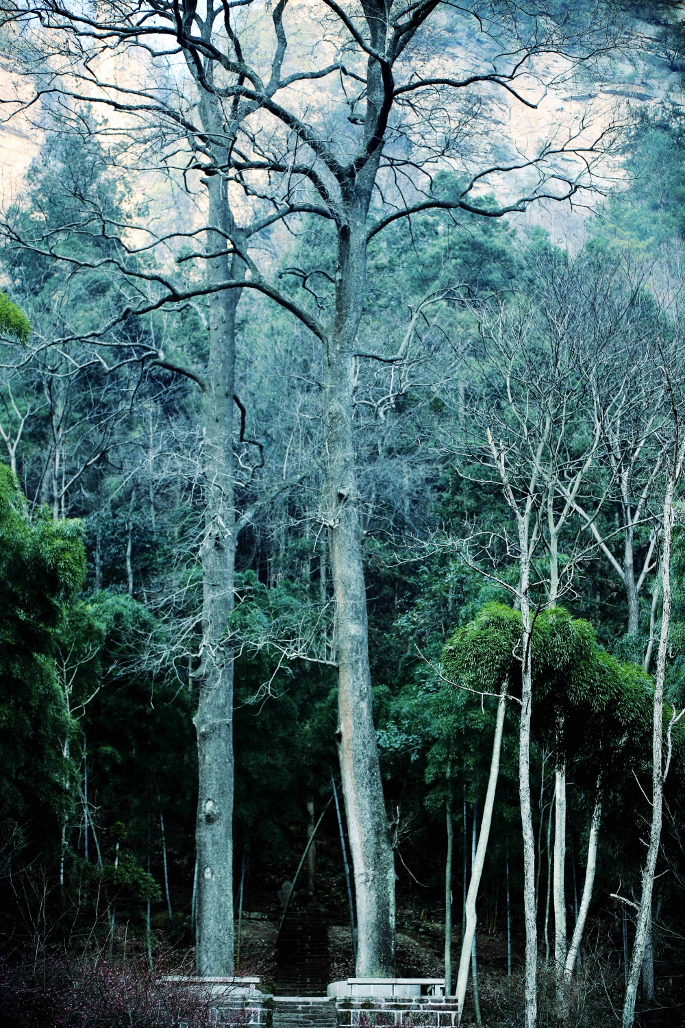 大树参天