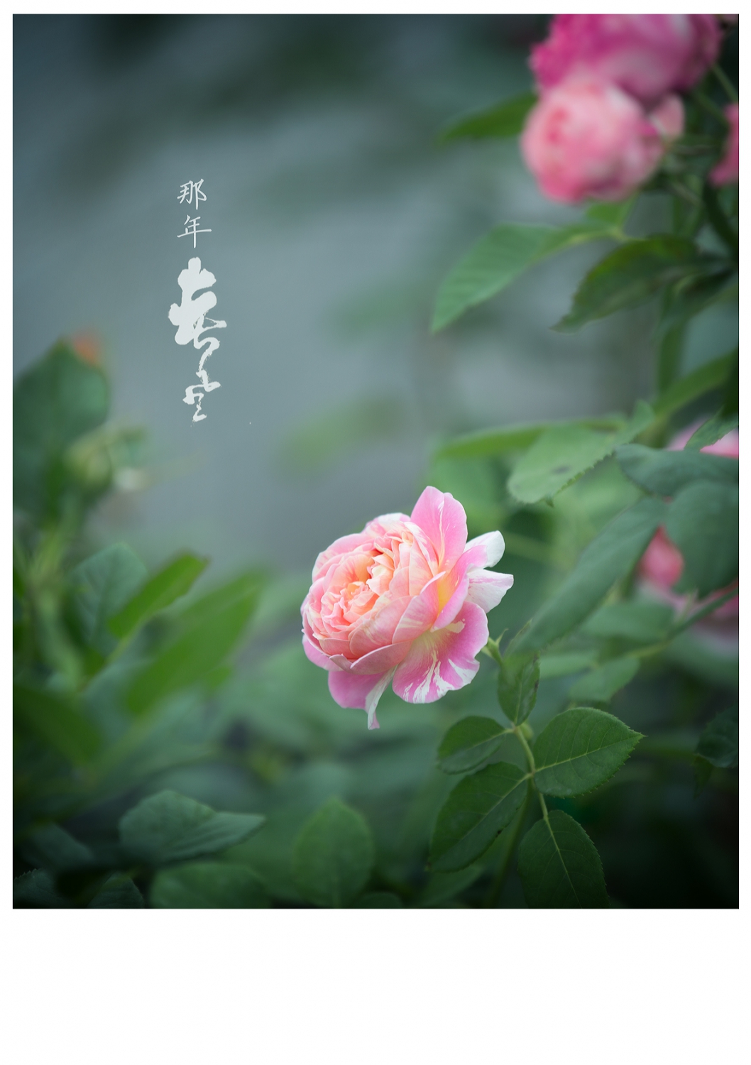 无题