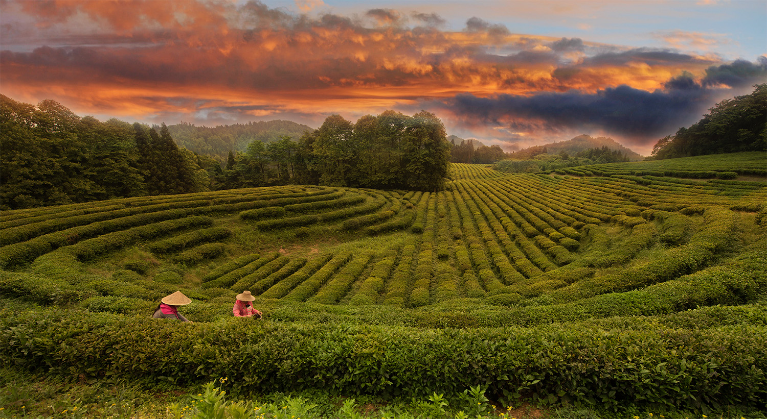 茶园丽景