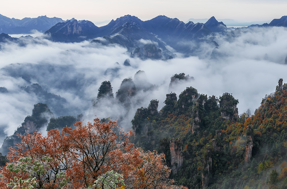 天子山秋之晨